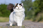 sitanding British Longhair