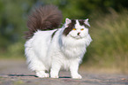 sitanding British Longhair