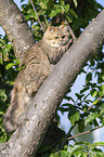British Longhair on a tree