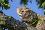 British Longhair on a tree