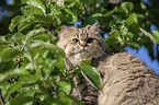 British Longhair on a tree