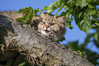 British Longhair on a tree