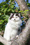 British Longhair on a tree