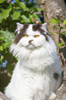 British Longhair on a tree