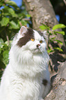 British Longhair on a tree
