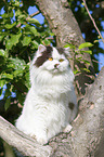 British Longhair on a tree