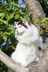 British Longhair on a tree