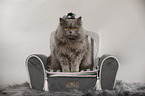 sitting British Longhair Cat