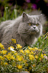 British Longhair