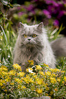 sitting British Longhair Cat