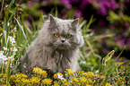 sitting British Longhair Cat