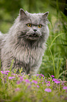 British Longhair