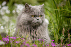 British Longhair Portrait