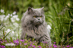 sitting British Longhair Cat