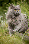 British Longhair