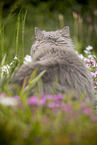 British Longhair