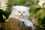 British longhair kitten lies on stone