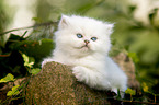 British longhair kitten lies on stone