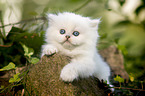 British longhair kitten lies on stone