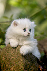 British longhair kitten lies on stone