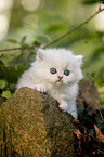 British longhair kitten lies on stone