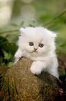 British longhair kitten lies on stone