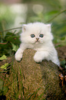 British longhair kitten lies on stone