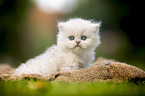 sitting British longhair kitten