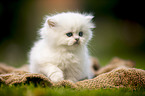 British longhair kitten