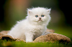 sitting British longhair kitten