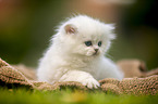 British longhair kitten