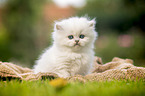 sitting British longhair kitten