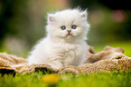 sitting British longhair kitten