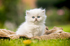 sitting British longhair kitten