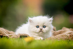 lying British longhair kitten