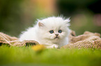 lying British longhair kitten