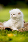 sitting British longhair kitten
