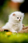 sitting British longhair kitten