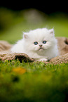 lying British longhair kitten