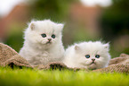 two British Longhair Kittens
