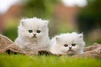 two British Longhair Kittens