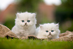 two British Longhair Kittens