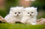 two British Longhair Kittens