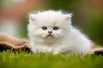 lying British longhair kitten