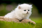 British longhair kitten