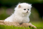 sitting British longhair kitten
