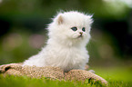 sitting British longhair kitten
