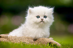 sitting British longhair kitten