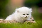 lying British longhair kitten