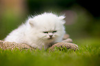 lying British longhair kitten